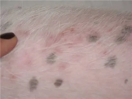 Aureus kutyák tünetei, kezelése, fotó (Staphylococcus aureus) Aureus kutyák tünetei, kezelése, fotók