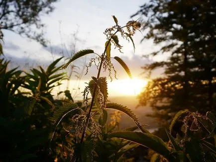 Időzítés, ha gyűjteni gyógynövények (a fotót hasznos növények)