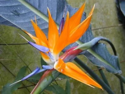 Strelitzia - leírás, reprodukció, gondoskodás, ültetés, fotó, használt a kertben, fajták és fajok (leírás) Strelitzia - leírás, reprodukció, gondoskodás, ültetés, fotó, használt a kertben, faj és fajta