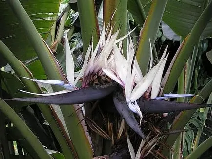 Strelitzia otthoni gondozást