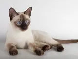 Thai kép, betű, fajta leírás, óvodák, vélemények, videók