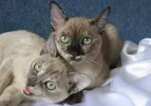 Thai kép, betű, fajta leírás, óvodák, vélemények, videók