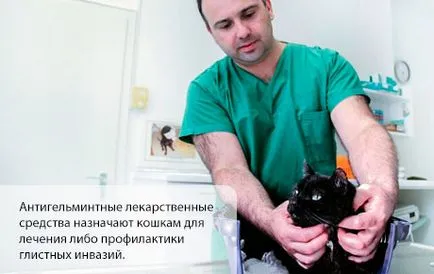 A tablettákat a férgek a macskák a használati utasítást, az illetékes egészségügyi on iLive
