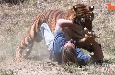 Tiger megtámad egy emberi - tigris megtámadta a humán video (állatok újdonságok) Tiger megtámad egy emberi - tigris megtámadta a humán videó