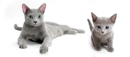 Top 10 legnépszerűbb fajtájú macskák (Maine Coon) Top 10 legnépszerűbb fajtájú macskák
