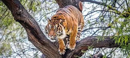Tigers Cannibals okai támadások ember (volt a halál oka) Tigers Cannibals okai támadások emberekben