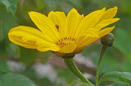 Teton fotó, termesztés, ültetés és gondozás