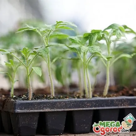 Perseus jellemző paradicsom fajták és különösen kültéri termesztés (Perseus vonatkozik Tomato) Paradicsom Perseus jellemző a fajta és jellemzői a termesztés nyílt terepen