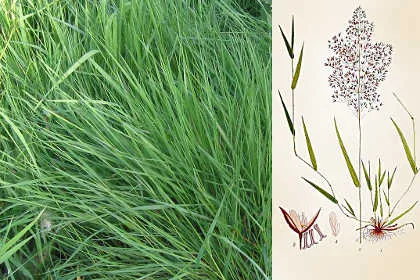 Grass gyep, hogyan kell kiválasztani a legjobb vetési gyep a ház (fajta fű) Grass gyep, hogyan kell kiválasztani a legjobb vetési gyep a ház