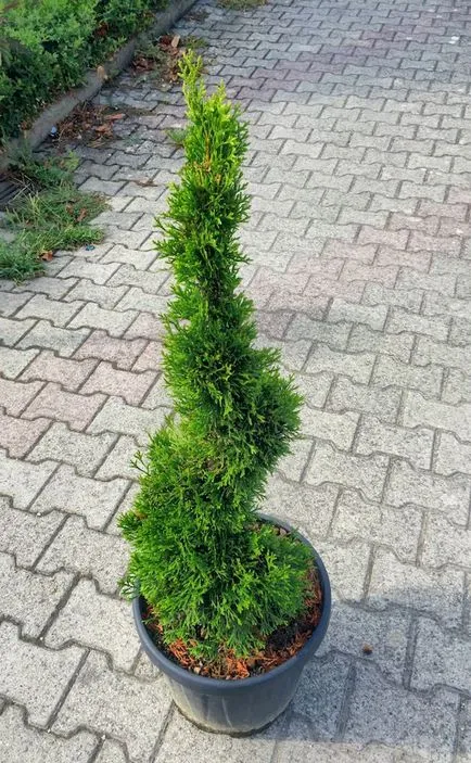 Thuja occidentalis tavaszi vágás, alakítás korona (nyugati) Thuja occidentalis tavaszi metszés, korona kialakulását