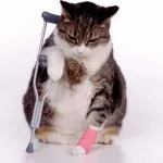 A macska duzzadt alsó ajak okok és a kezelés, az emlő, arcon, láb, hogy lehet, és hogy a (cat) A macska duzzadt alsó ajak okok és a kezelés, emlő, arcon, a száj, hogy lehet és mit