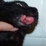 A macska duzzadt alsó ajak okok és a kezelés, az emlő, arcon, láb, hogy lehet, és hogy a (ok) A macska duzzadt alsó ajak okok és a kezelés, emlő, arcon, a száj, hogy lehet és mit