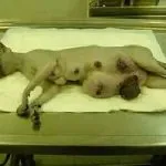 A macska duzzadt alsó ajak okok és a kezelés, az emlő, arcon, láb, hogy lehet, és hogy a (cat) A macska duzzadt alsó ajak okok és a kezelés, emlő, arcon, a száj, hogy lehet és mit