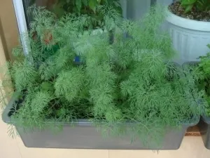 Dill erkélyén milyen a növény, és nő
