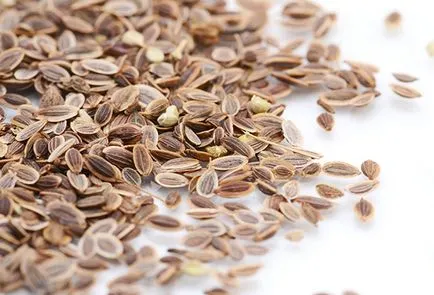 Dill növekvő az ablakpárkányon a magokat, törődnek a termés