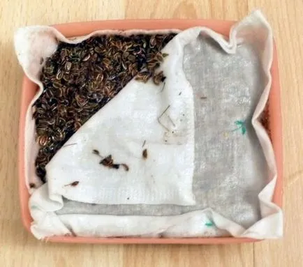 Dill erkélyén milyen a növény, és nő