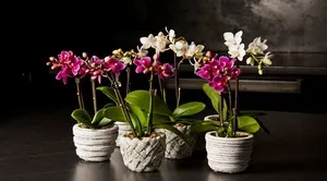 Gondozása Phalaenopsis Orchid az otthon a boltban (ellátás) Gondozása Phalaenopsis orchidea otthon vásárlás után