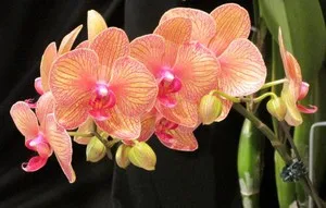 Gondozása Phalaenopsis Orchid az otthon a boltban (feltételek) Gondozása Phalaenopsis orchidea otthon vásárlás után