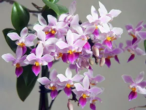 Gondozása Phalaenopsis Orchid az otthon a boltban (Phalaenopsis) Gondozása Phalaenopsis orchidea otthon vásárlás után