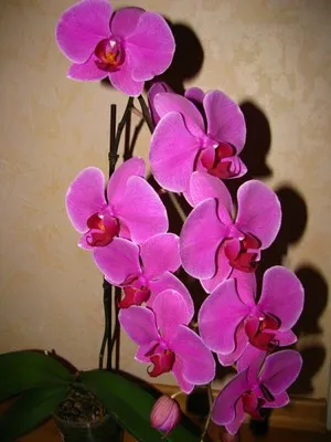 Gondozása Phalaenopsis Orchid az otthon a boltban (feltételek) Gondozása Phalaenopsis orchidea otthon vásárlás után