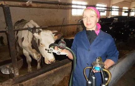 A gondoskodó tehén fejő minden jó
