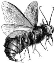 Beelzebub - a (Beelzebub) Beelzebub - egy