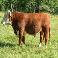 típusú tehenek