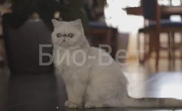 Válogatás a macska - barna folyás, hüvelyi vérzés macskák
