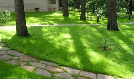 Típusai nyírt pázsit és nem igényelnek kaszálás, dachasadovnika (faj) Típusai nyírt pázsit és nem igényelnek kaszálás, dachasadovnika