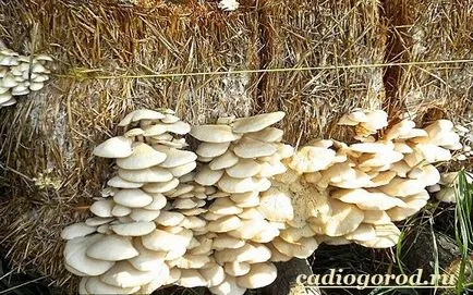 laskagomba
