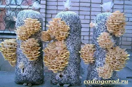 laskagomba