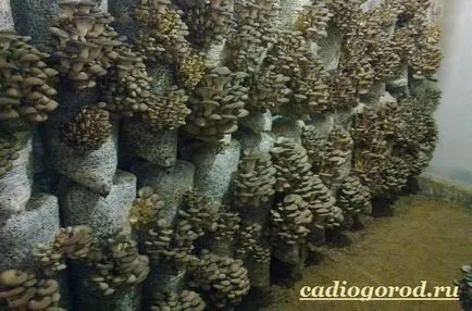 laskagomba