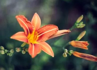 marci