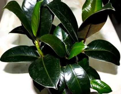 ficus