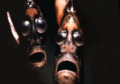 földön