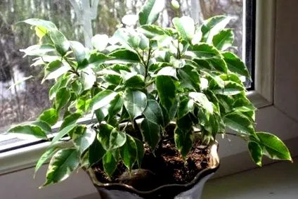 ficus