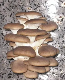 Növekvő laskagomba