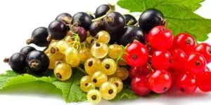 Bor otthonról piros és fekete ribizli egy egyszerű recept, hogyan kell főzni (home) Bor piros és fekete ribizli egy otthon egy egyszerű recept, hogyan kell főzni