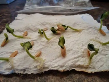 Növekvő uborka egy ablakpárkányon tippek és képek (növekvő) Növekvő uborka egy ablakpárkányon tippek és képek