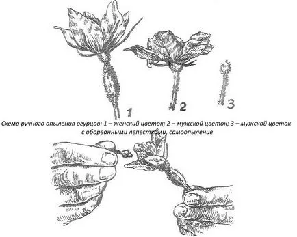 Növekvő uborka egy ablakpárkányon tippek és képek (ablakpárkányon) Növekvő uborka egy ablakpárkányon tippek és képek