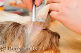 Tetvek kezelésére kutyáknál, fotó (tetű kutya) Tetvek kezelésére kutyáknál, fotók