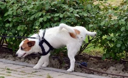 A figyelem egy kiskutyát, hogyan kell emelni egy kutya