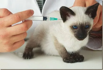 Vegye ki a macskát a menedék otthon - kesztyű (cat) Vegye ki a macskát a menedék otthon - kesztyű