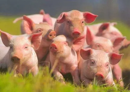 Összeesküvés mezőgazdasági csirkék, hogy repült a szemmel verés tehén