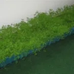 A zöldek az erkélyen növekvő hagyma, kapor, petrezselyem, saláta (videó)