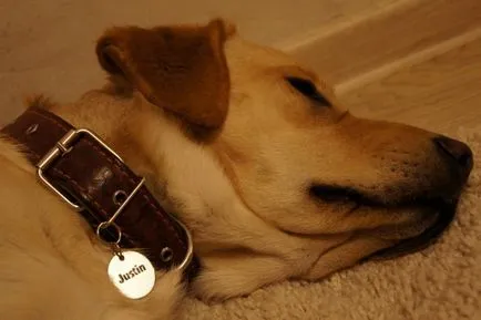 Badge a kutya a saját kezével