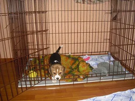 Rács mögött - szól kutya sejtek - dogcollar - lőszer és kiegészítők kutyáknak (sejtek) Rács mögött - szól kutya sejtek - dogcollar - lőszer és kiegészítők kutyáknak