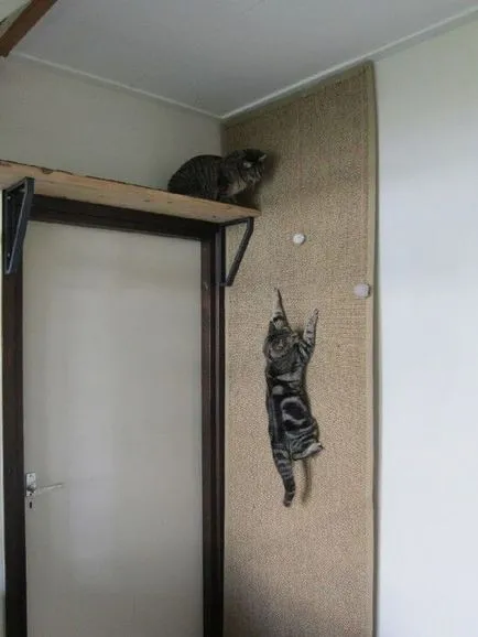 macska életét egy kis lakásban, néhány egyszerű lépés, hogy egy kisállat kényelmes (egyszerű) macska életét egy kis lakásban, néhány egyszerű lépés, hogy egy kisállat kényelem