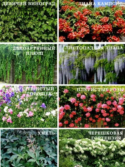 A rekreációs terület az országban, vagy egyszerűen - üdülőterületen a helyszínen (a többi) A rekreációs terület az országban, vagy egyszerűen - üdülőterületen a helyszínen