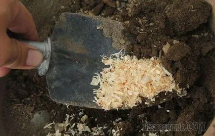 13 Ways, hogy használja a kertben fűrészpor (Rifkat Salihov tanuló) 13 Ways, hogy használjon fűrészport a kertben